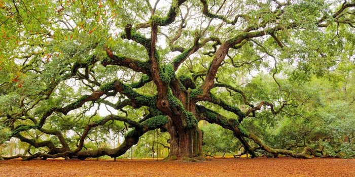 4000x2285 Tree Wallpaper 17 - WallpaperCanyon