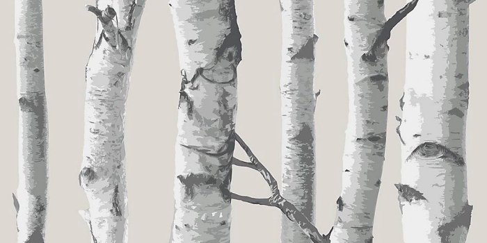 1000x1000 Birch Tree Peel & Stick Wallpaper