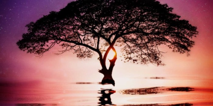 1080x2160 Water Tree Wallpaper - [1080x2160]