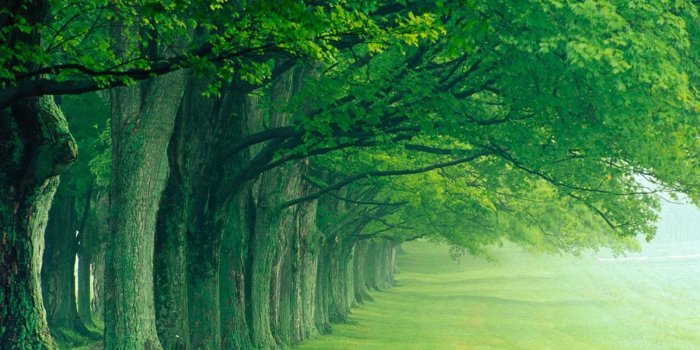 1600x1200 Free download Tag Trees Wallpapers Images Photos Pictures and