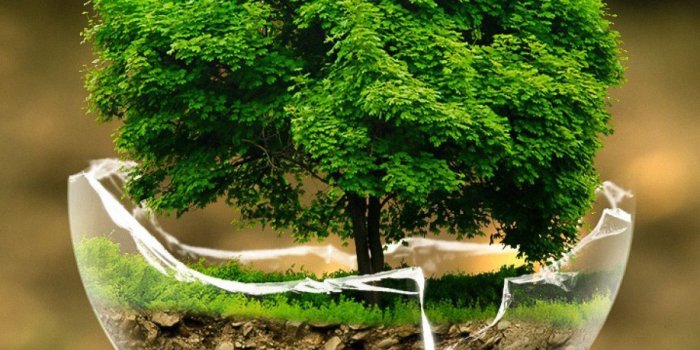 1200x1600 Green Nature Tree Mobile Wallpaper - Mobiles Wall