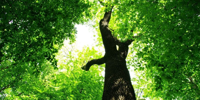 1920x1080 Lovely Tree Wallpaper 46053 1920x1080px