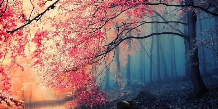 1920x1080 Pink Tree Wallpaper (the best 56+ images in 2018)