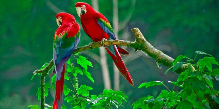 2880x1800 Beautiful Birds Wallpapers HD Pictures | One HD Wallpaper Pictures