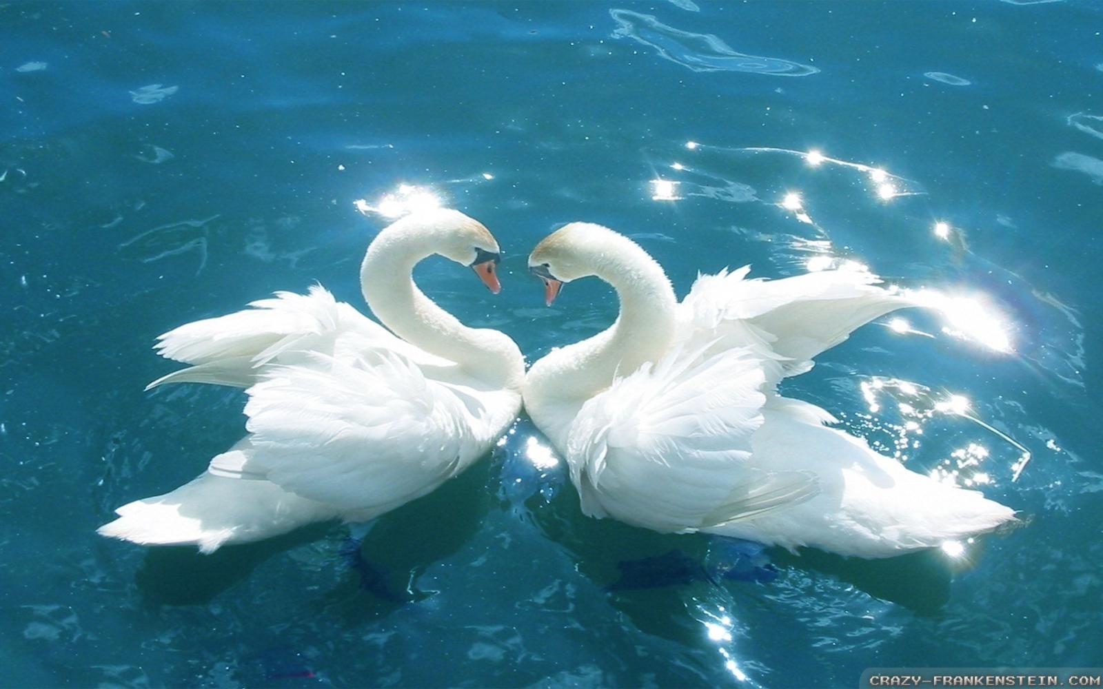 1920x1200 Love Birds Wallpaper #7034574