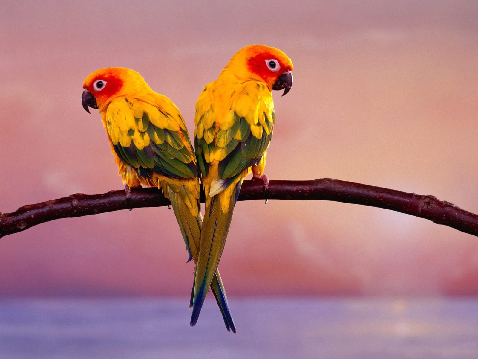 1600x1200 Colorful Love Birds Wallpaper | HD Animals and Birds Wallpapers for
