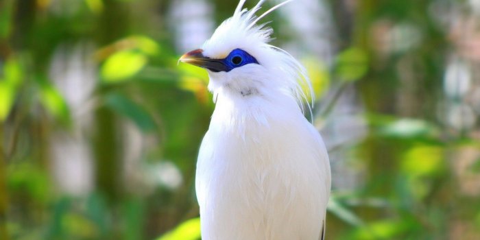 1920x1080 Birds Backgrounds free download