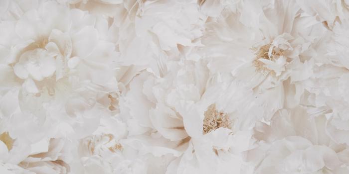 3302x3302 Graham & Brown Fresco Cream Floral Wallpaper | Departments | DIY at B&Q