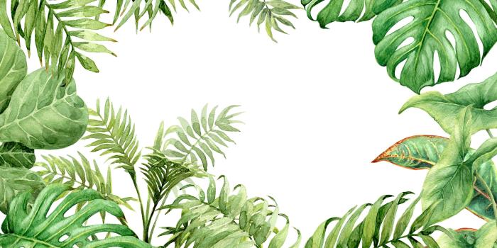 3000x2000 Alhambra Removable Hand Drawn Branches Leaves Tropical 6.58' L x 125