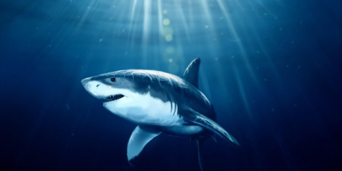 1920x1200 HD Shark Wallpapers