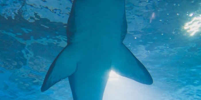 1000x1499 500+ Shark Pictures | Download Free Images on Unsplash