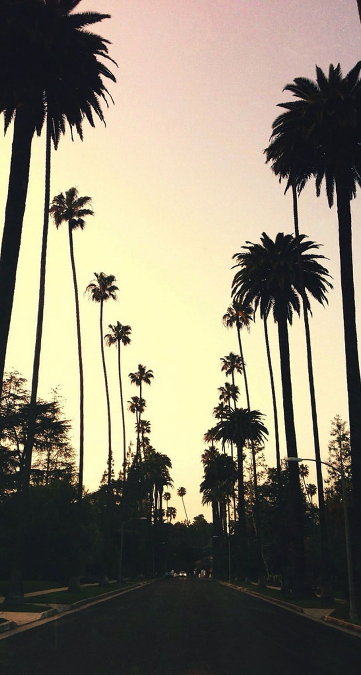 744x1392 Beverly Hills Hotel Palm Wallpaper - Suicide Boys Palm Trees Free