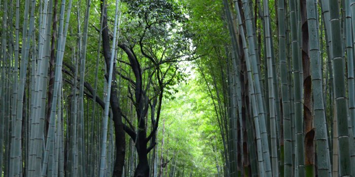 3428x4000 Arashiyama Wallpapers - Top Free Arashiyama Backgrounds