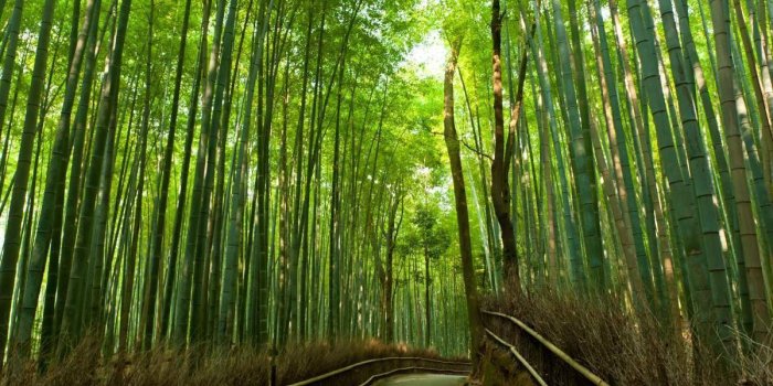 1200x801 Arashiyama Wallpapers - Top Free Arashiyama Backgrounds