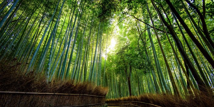 1920x1080 Arashiyama Wallpapers