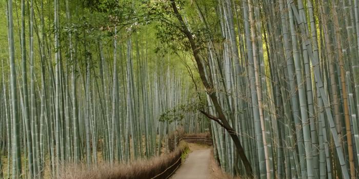 1600x2560 Arashiyama Wallpapers