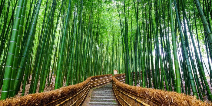 5374x3720 Path to bamboo forest, Arashiyama, Kyoto, Japan - Custom Wallpaper