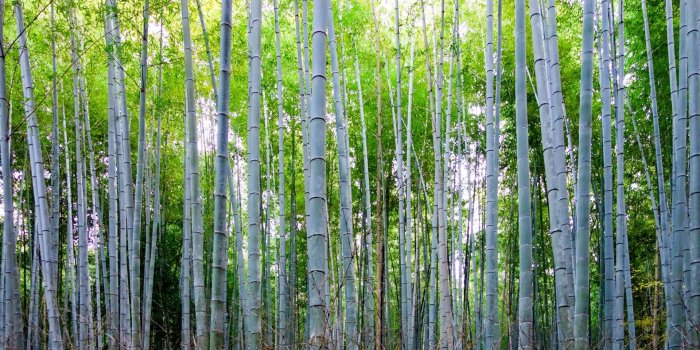 1920x1280 Arashiyama Bamboo Goove - HD Wallpapers