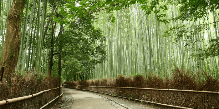 1920x1080 Sagano Bamboo Forest Wallpapers