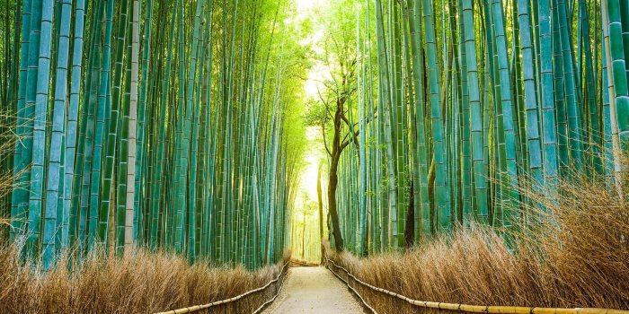 2048x1536 Just Arashiyama Bamboo Grove, in Kyoto, Japan. Carry on : pics