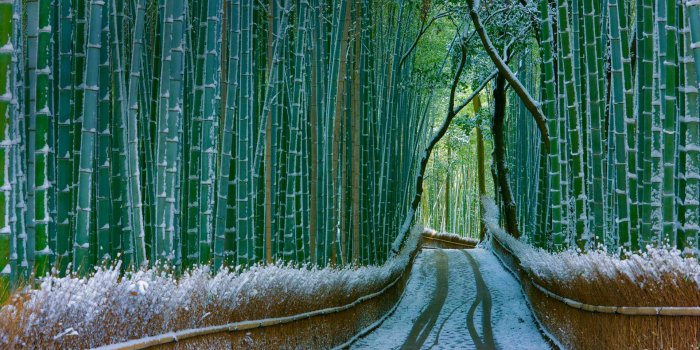 1920x1080 Kyoto Bamboo – Bing Wallpaper Download