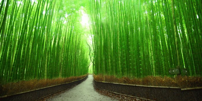 3840x2400 Sagano Bamboo Forest Wallpapers