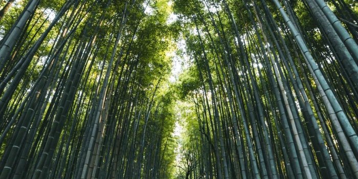1365x2048 Arashiyama, Kyoto | Beautiful Wallpaper | Kyoto, Nature wallpaper