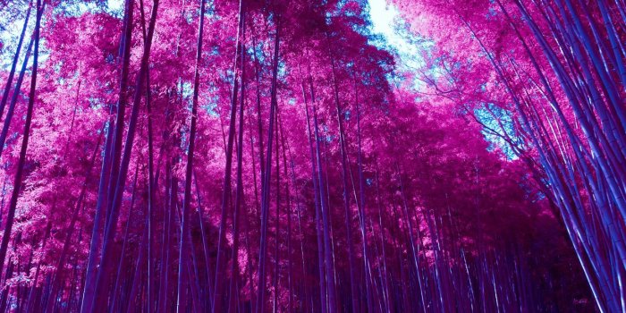 1280x720 Wallpaper Arashiyama Bamboo Grove, Forest, Infrared, Pink, HD