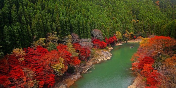 1332x850 Wallpaper forest, trees, river, Japan, Japan, Kyoto, Oi River