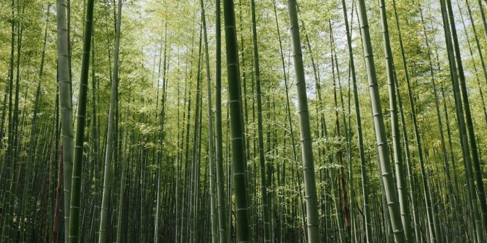 1000x1496 Arashiyama Kyoto Japan Pictures | Download Free Images on Unsplash