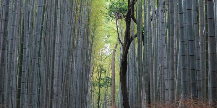 1000x1499 Arashiyama Bamboo Forest, Kyoto, Japan Pictures | Download Free