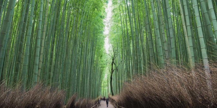 2048x1536 My dream came true, went to Kyoto, Arashiyama. I'm not the best but