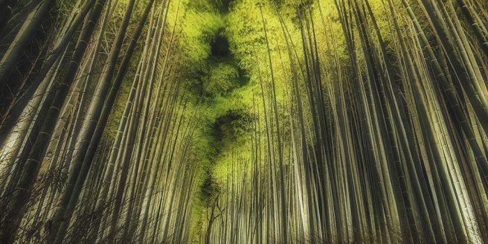 1080x1350 Sagano Bamboo Forest, Arashiyama, Kyoto, Japan, 嵯峨野. 嵐山, 竹林の