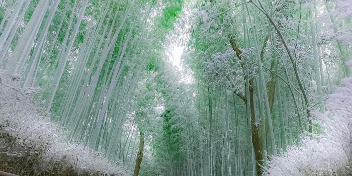 1080x1350 EARTH FOCUS on Instagram: “The famous Bamboo forest in Arashiyama