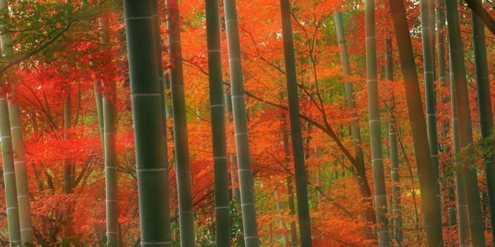 1600x1200 Download desktop wallpaper Bamboo Forest, Arashiyama Park in Japan
