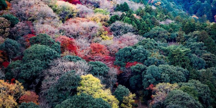 2560x1707 Arashiyama Wallpapers