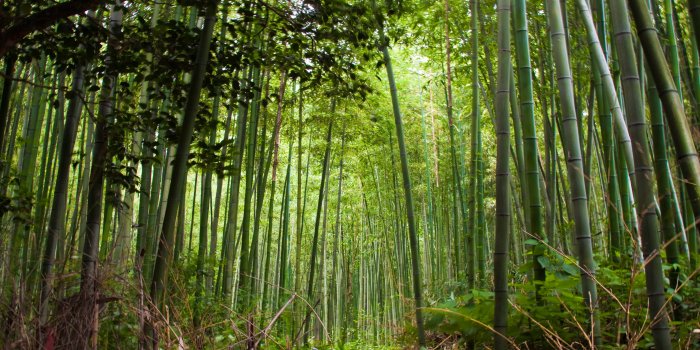 4272x2300 Arashiyama Wallpapers - Top Free Arashiyama Backgrounds