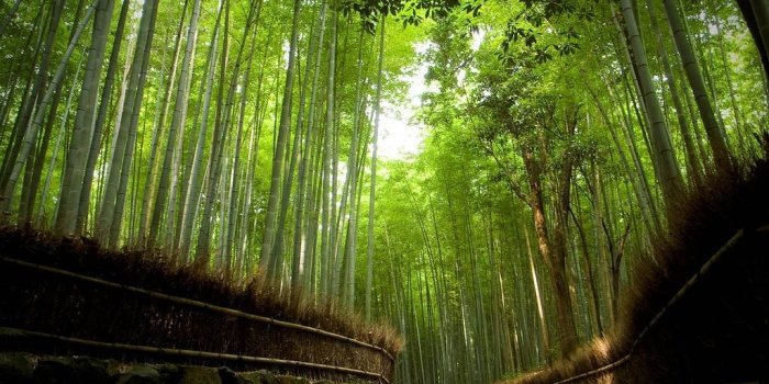 1024x768 Forests: Kyoto Arashiyama Japan Cool HD Background for HD 16:9 High