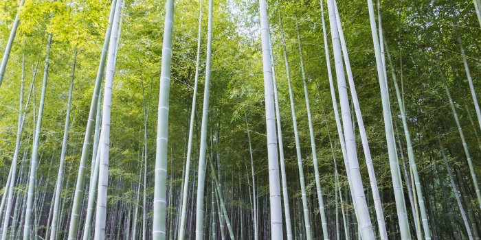 4783x3189 Arashiyama 1080P, 2K, 4K, 5K HD wallpapers free download | Wallpaper