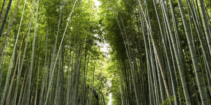 1000x1497 Arashiyama Bamboo Forest Kyoto Japan Pictures | Download Free Images