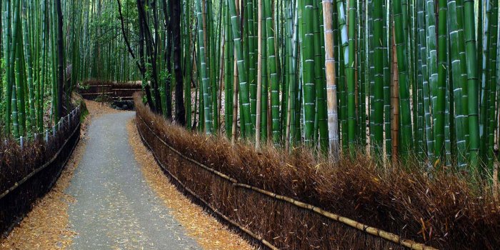 1920x1080 Arashiyama Wallpapers - Top Free Arashiyama Backgrounds