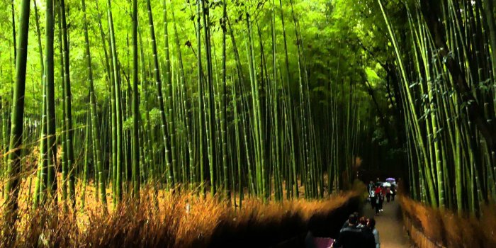 1920x1080 Arashiyama-Bamboo-Grove-Kyoto-Japan-[1920-x-1080]-wallpaper