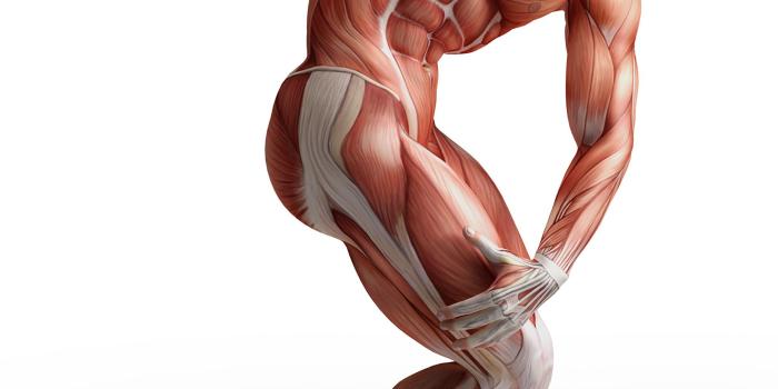 2048x2732 68+ Human Anatomy Wallpapers on WallpaperPlay