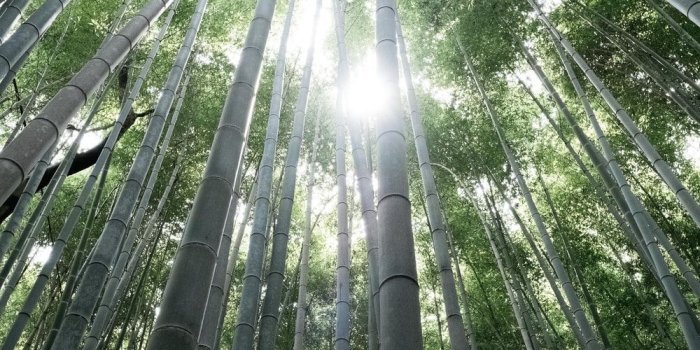 1000x1500 arashiyama bamboo forest | 21 best free arashiyama bamboo forest