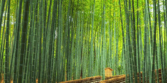 958x1534 Best Path to bamboo forest at arashiyama in kyoto Wallpapers (8 +