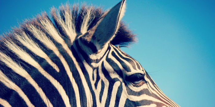 2560x1600 3310732 Zebra, Head, Band wallpaper and background | Animal