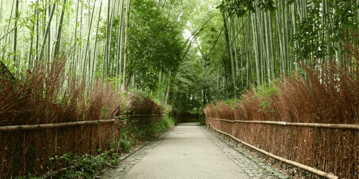 1920x1080 Arashiyama Bamboo forest in Kyoto, Japan Stock Video Footage - Storyblocks  Video