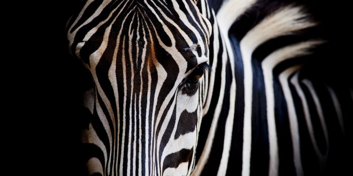5120x2880 Wallpaper Zebra, head, eyes 5120x2880 UHD 5K Picture, Image