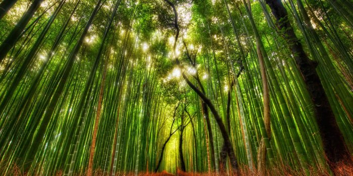 1650x1070 Arashiyama Rising Bamboo Forest Mural Wallpaper