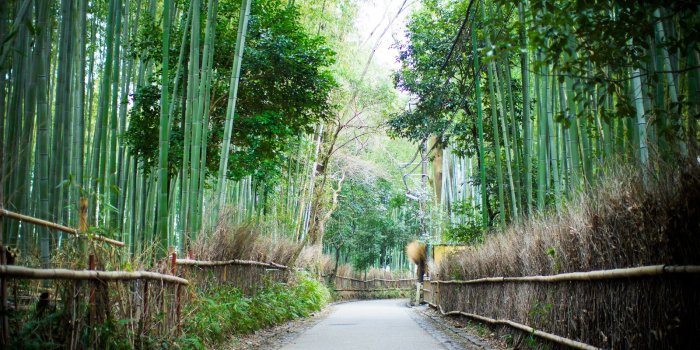 1600x1066 Download wallpaper Arashiyama, Bamboo Forest, Kyoto, Japan free